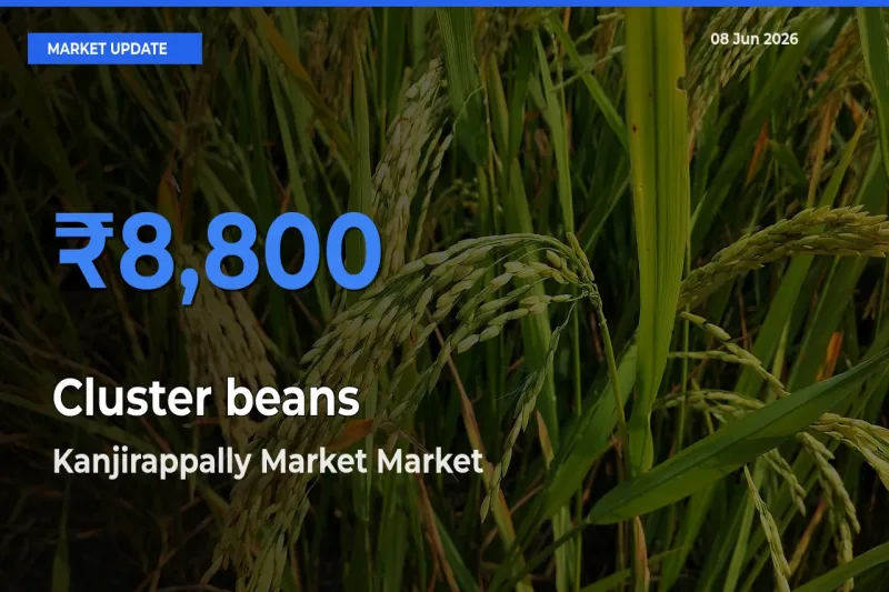 Kanjirappally Market Emerges as Top Mandi for Cluster beans Prices Today