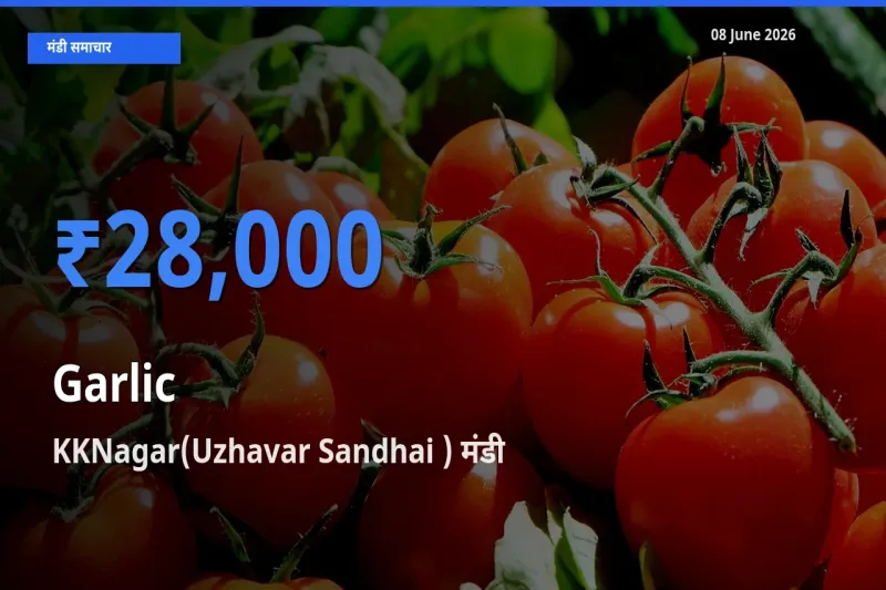 KKNagar(Uzhavar Sandhai ) में लहसुन का आज सबसे ऊँचा भाव