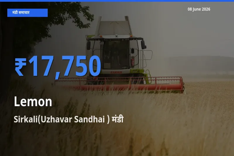 आज का मंडी भाव: नींबू के सबसे ज़्यादा दाम Sirkali(Uzhavar Sandhai ) में