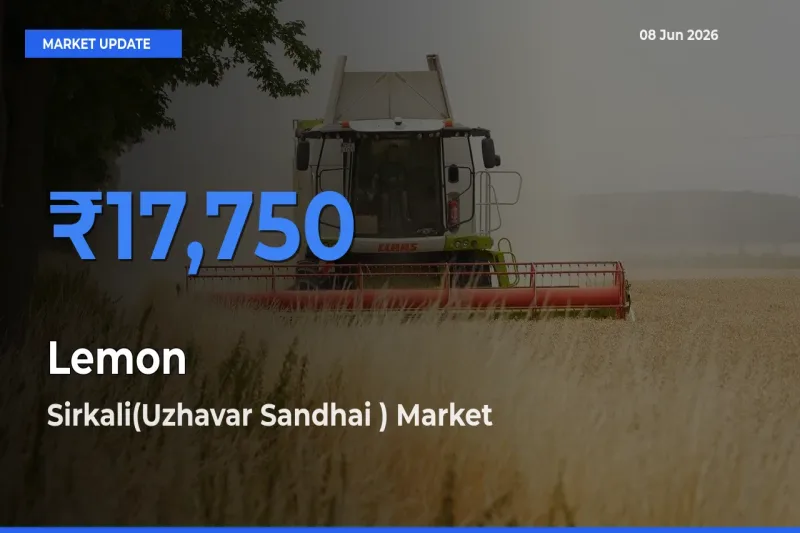 Top Performer! Sirkali(Uzhavar Sandhai ) Offers Best Lemon Price Today