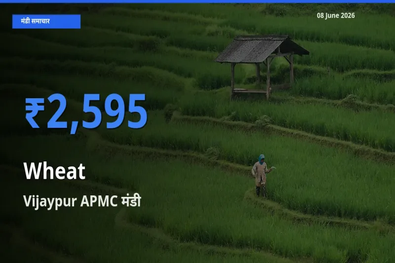08 June अपडेट: गेहूँ के सबसे ऊँचे दाम Vijaypur APMC मंडी में