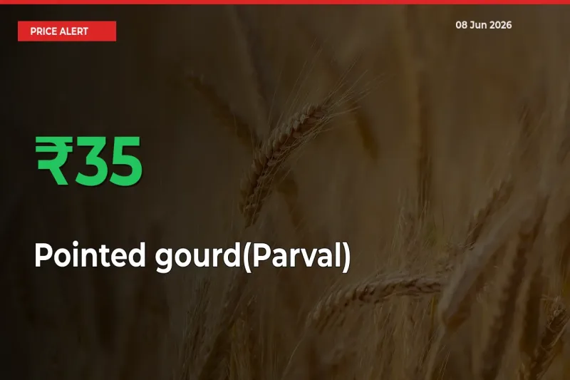 Sharp Jump! Pointed gourd(Parval) Prices Climb 34.6% in 24 Hours at Key Mandis