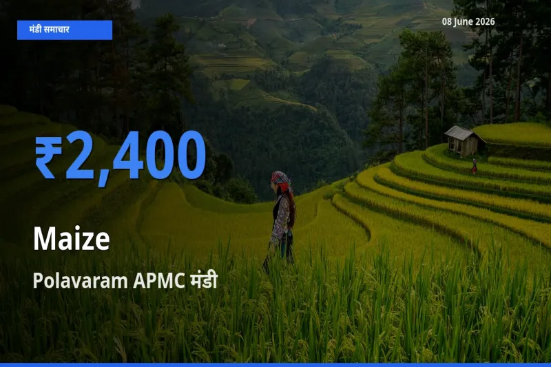 Polavaram APMC में मक्का का आज सबसे ऊँचा भाव