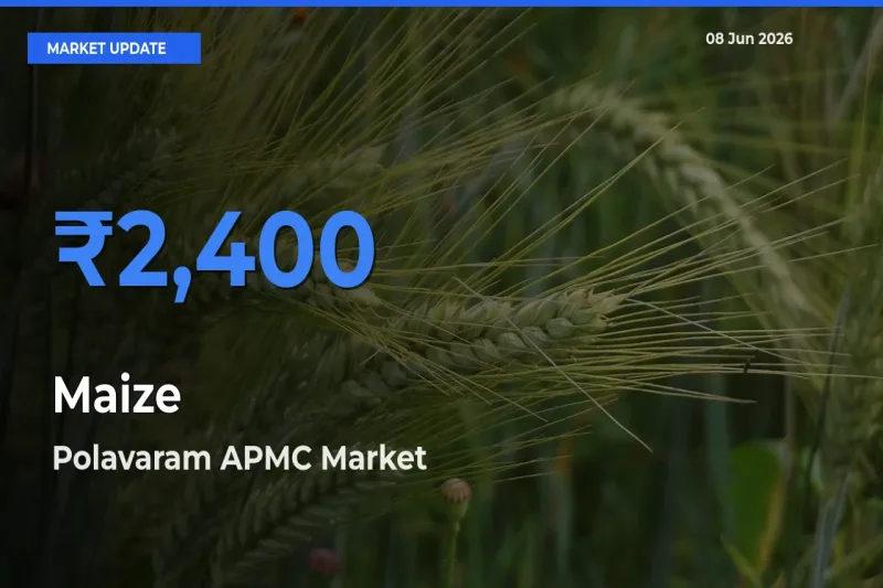 Polavaram APMC Offers ₹2,400 – Highest Maize Rate Today