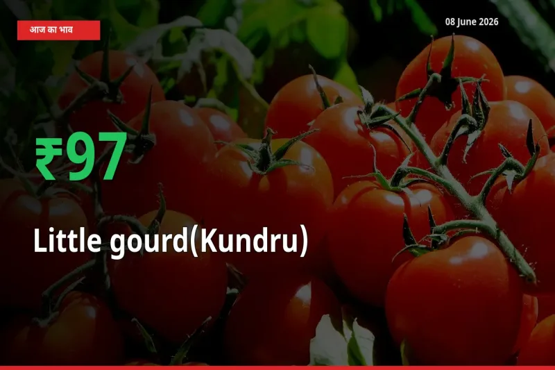 08 June अपडेट: कुंदरू (टिंडा तोरई) के दाम मंडी में 97.37% उछले