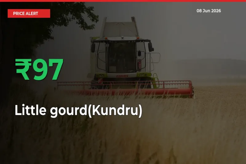 Sudden 97.37% Rally in Little gourd(Kundru) Prices Across Mandis
