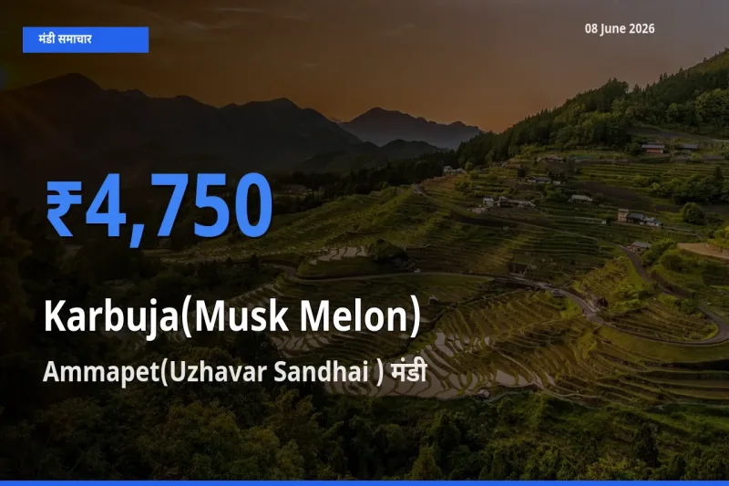 Ammapet(Uzhavar Sandhai ) मंडी में आज खरबूजा के सबसे ऊँचे दाम दर्ज