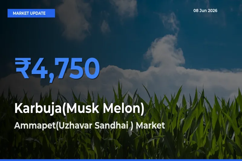 Ammapet(Uzhavar Sandhai ) Records Highest ₹4,750 Rate for Karbuja(Musk Melon)