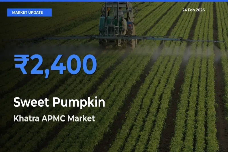 Khatra APMC Leads as Top Mandi for Sweet Pumpkin Prices