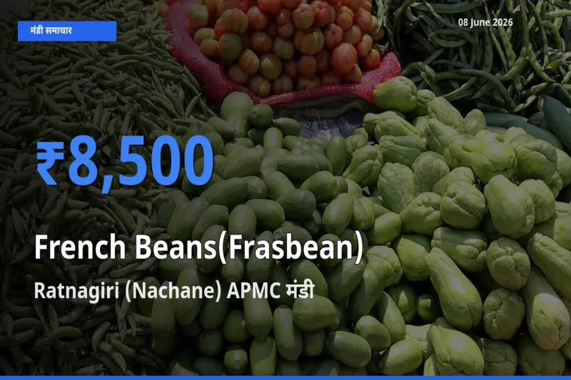 किसानों की पसंद बना Ratnagiri (Nachane) APMC, फ़्रेंच बीन्स (फ़्रासबीन) के सबसे अच्छे दाम