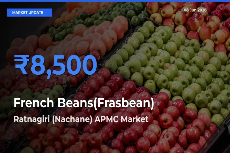 Ratnagiri (Nachane) APMC Records Highest ₹8,500 Rate for French Beans(Frasbean)