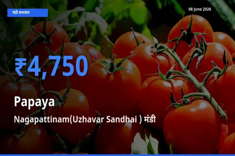 आज पपीता के सबसे ज़्यादा दाम Nagapattinam(Uzhavar Sandhai ) मंडी में दर्ज