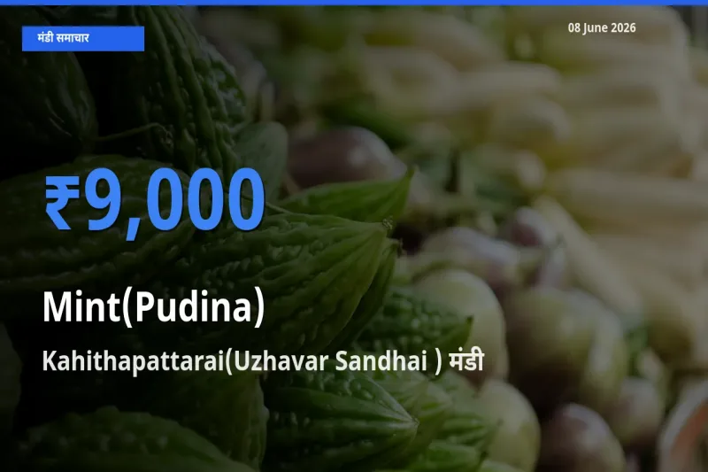 आज पुदीना के सबसे ज़्यादा दाम Kahithapattarai(Uzhavar Sandhai ) मंडी में दर्ज