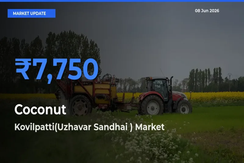 Kovilpatti(Uzhavar Sandhai ) Records Highest ₹7,750 Rate for Coconut