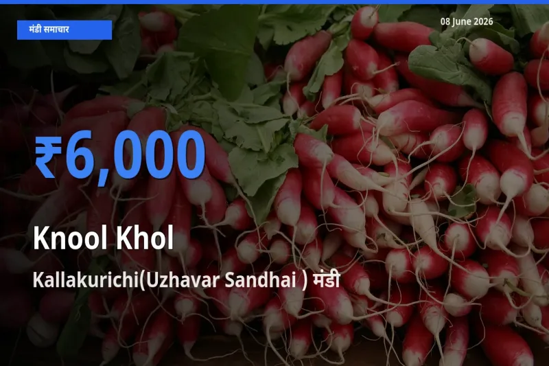 आज गांठगोभी के सबसे ऊँचे दाम ₹6,000 Kallakurichi(Uzhavar Sandhai ) मंडी में