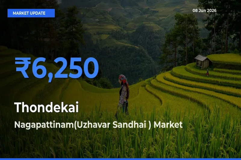 Top Performer! Nagapattinam(Uzhavar Sandhai ) Offers Best Thondekai Price Today