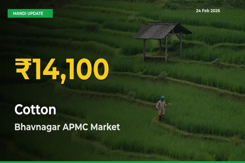 Fresh Record! Cotton Price Climbs to New High in Bhavnagar APMC