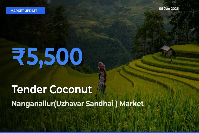 Nanganallur(Uzhavar Sandhai ) Tops Tender Coconut Rates – June 08 Market Update