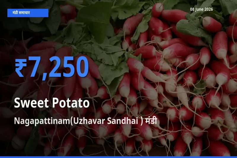 Nagapattinam(Uzhavar Sandhai ) मंडी में शकरकंद ₹7,250 पर पहुँचा – आज का सर्वोच्च भाव