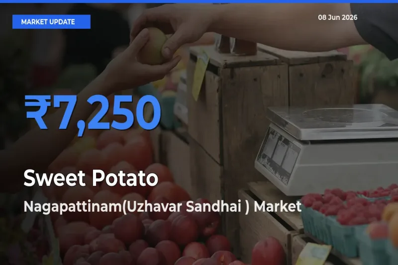 Nagapattinam(Uzhavar Sandhai ) Tops Sweet Potato Mandi Rates Today