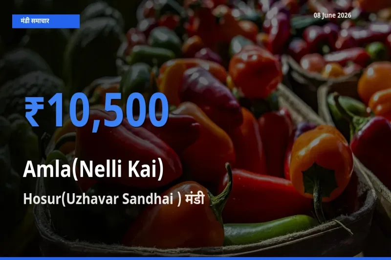08 June अपडेट: आंवला के सबसे ऊँचे दाम Hosur(Uzhavar Sandhai ) मंडी में