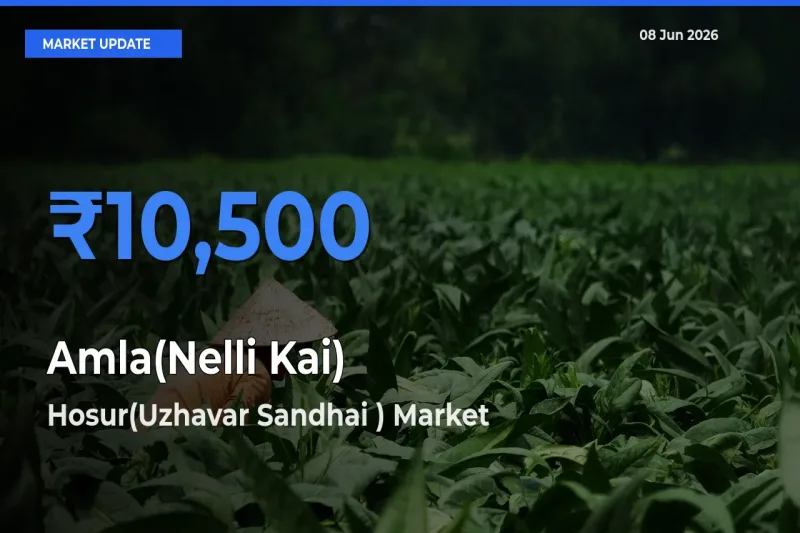 Farmers Prefer Hosur(Uzhavar Sandhai ) as Amla(Nelli Kai) Hits Highest Rate