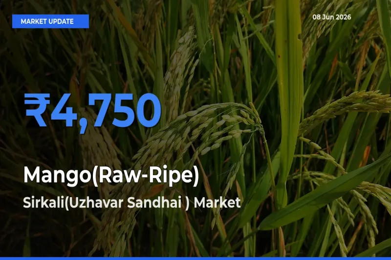 Sirkali(Uzhavar Sandhai ) Tops Mango(Raw-Ripe) Mandi Rates Today