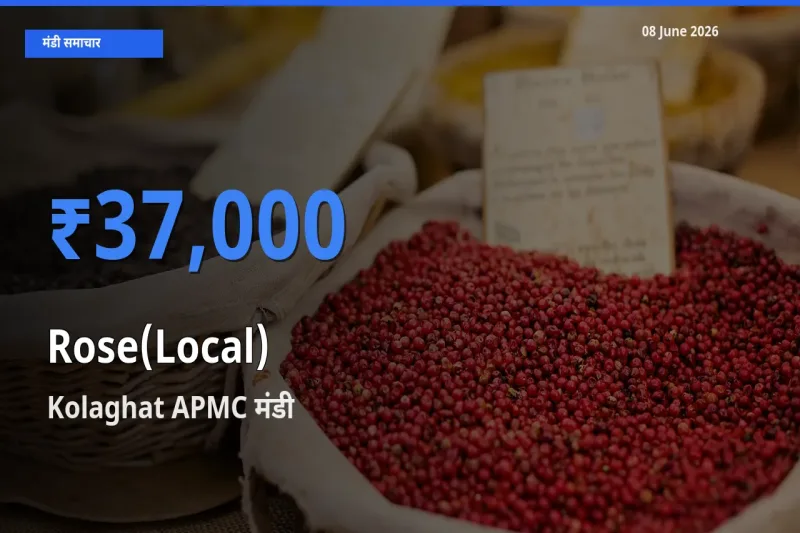 टॉप मंडी बना Kolaghat APMC! गुलाब(स्थानीय) के सबसे ऊँचे दाम यहीं दर्ज