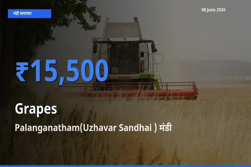 टॉप मंडी बना Palanganatham(Uzhavar Sandhai )! अंगूर के सबसे ऊँचे दाम यहीं दर्ज