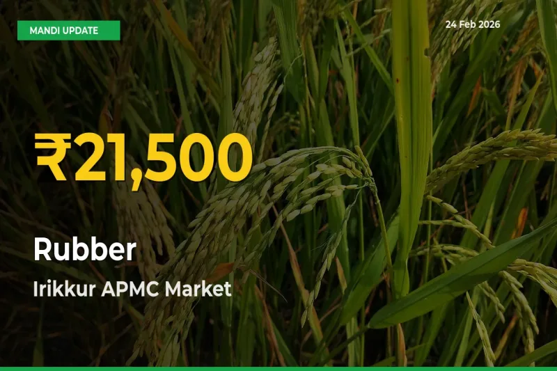 Fresh Record! Rubber Price Climbs to New High in Irikkur APMC