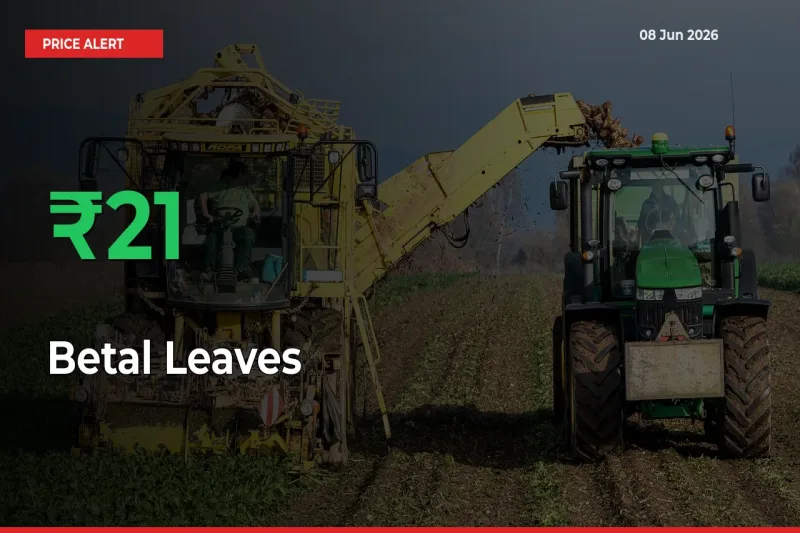 Betal Leaves Prices Rise 20.63% in a Day at Major Mandis