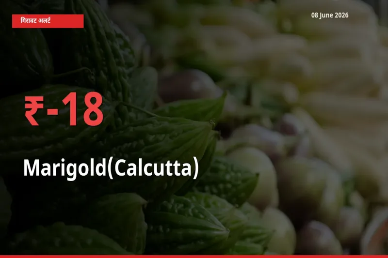 गेंदा (कलकत्ता) के दाम प्रमुख मंडी में 17.81% गिरे, 24 घंटे में बड़ा बदलाव