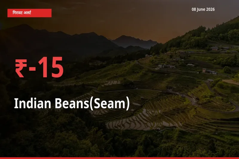 स्थानीय मंडी में सेम (देशी) के दाम अचानक 15.02% गिरे, किसानों की चिंता बढ़ी
