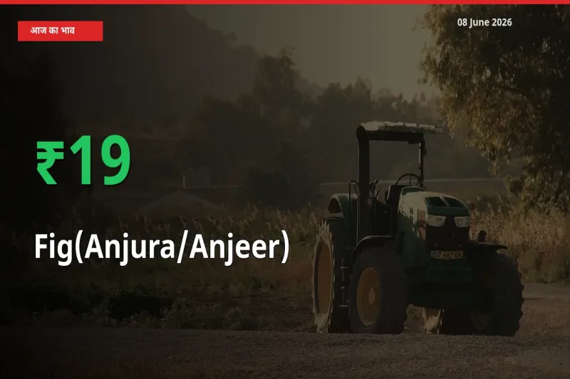 अंजीर के दाम प्रमुख मंडी में 19.44% बढ़े, 24 घंटे में बड़ा बदलाव