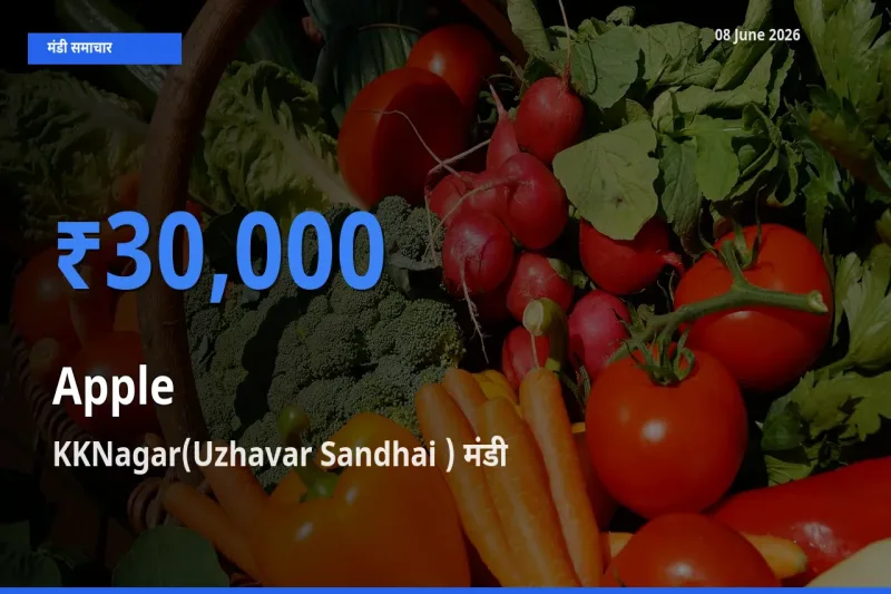 आज सेब के सबसे ऊँचे दाम ₹30,000 KKNagar(Uzhavar Sandhai ) मंडी में