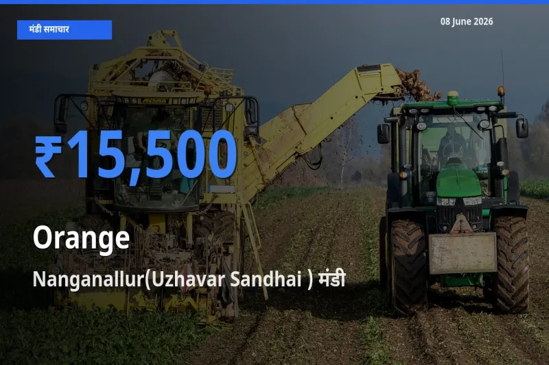 बाज़ार संकेत: Nanganallur(Uzhavar Sandhai ) बना संतरा के लिए आज की टॉप मंडी