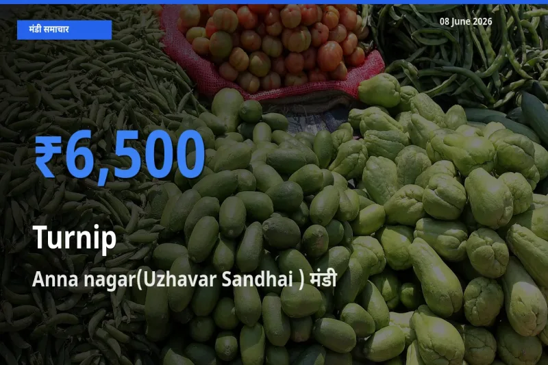 आज शलजम के सबसे ऊँचे दाम ₹6,500 Anna nagar(Uzhavar Sandhai ) मंडी में
