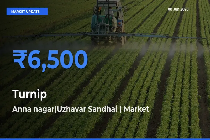 Anna nagar(Uzhavar Sandhai ) Tops Turnip Mandi Rates Today