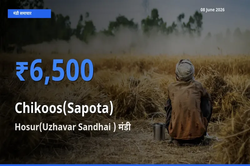 Hosur(Uzhavar Sandhai ) मंडी में चीकू ₹6,500 पर पहुँचा – आज का सर्वोच्च भाव