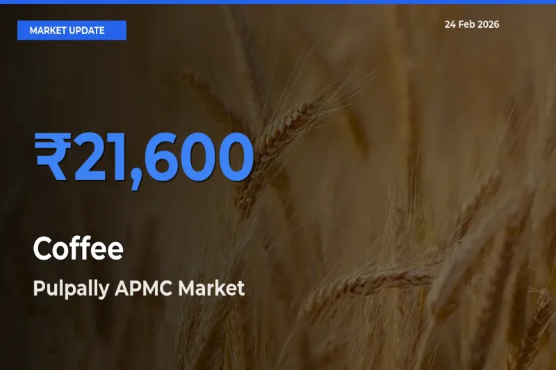 Pulpally APMC Records Highest ₹21,600 Rate for Coffee