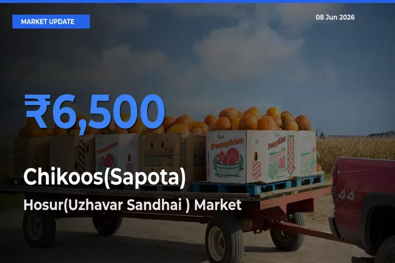 Hosur(Uzhavar Sandhai ) Records Highest ₹6,500 Rate for Chikoos(Sapota)