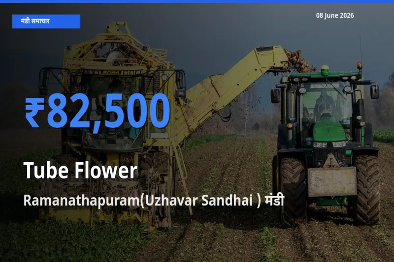 किसानों की पसंद बना Ramanathapuram(Uzhavar Sandhai ), रजनीगंधा के सबसे अच्छे दाम