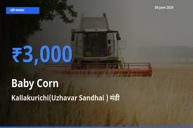 Kallakurichi(Uzhavar Sandhai ) में बेबी कॉर्न का आज सबसे ऊँचा भाव