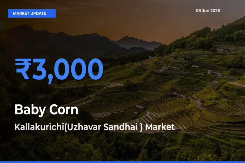 Kallakurichi(Uzhavar Sandhai ) Tops Baby Corn Mandi Rates Today