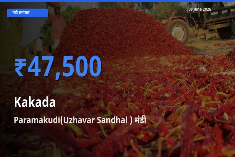 टॉप मंडी बना Paramakudi(Uzhavar Sandhai )! काकड़ा के सबसे ऊँचे दाम यहीं दर्ज