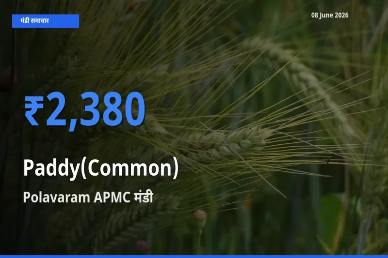 किसानों की पसंद बना Polavaram APMC, धान (सामान्य) के सबसे अच्छे दाम