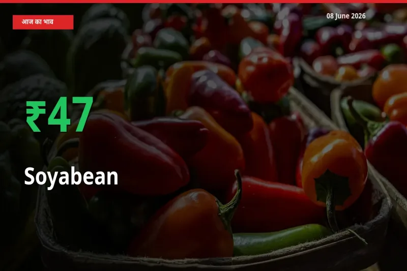 सोयाबीन के दाम प्रमुख मंडी में 47.48% बढ़े, 24 घंटे में बड़ा बदलाव