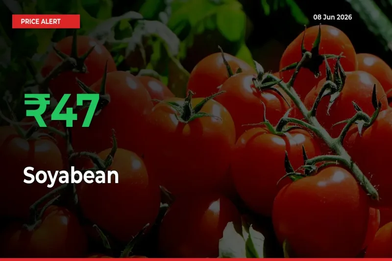 Sharp Jump! Soyabean Prices Climb 47.48% in 24 Hours at Key Mandis