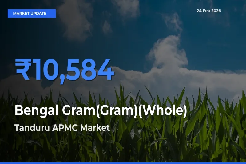 Top Performer! Tanduru APMC Offers Best Bengal Gram(Gram)(Whole) Price Today