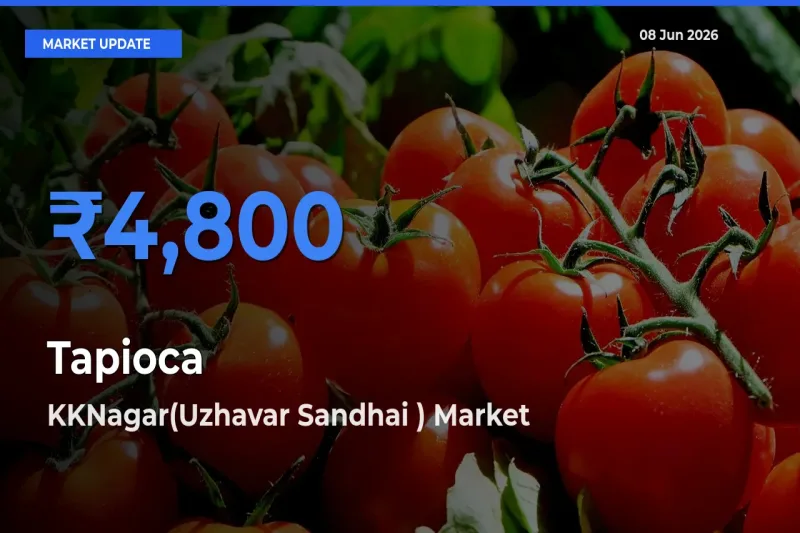 KKNagar(Uzhavar Sandhai ) Tops Tapioca Rates – June 08 Market Update